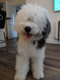 a shaggy white dog standing on top of a hard wood floor