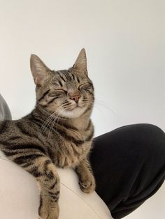 a cat laying on top of a white couch