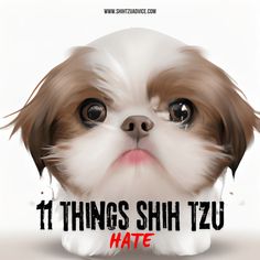 Shih Tzus are a beloved and popular breed known for their friendly and lively personalities. However, these adorable furry friends have Shih Tzu Funny, Funny