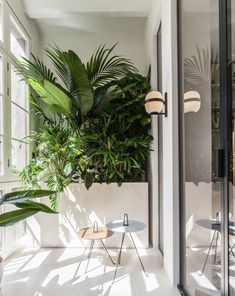 an indoor plant in the corner of a room with large windows and plants on the wall