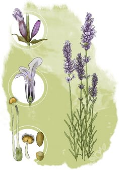 three different types of flowers are shown in this drawing, one is purple and the other is white