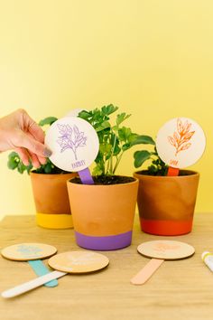 three potted plants with markers on them sitting next to each other