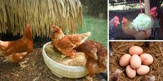 there are many different pictures of chickens and eggs