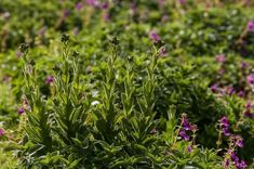 some purple flowers are growing in the grass