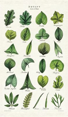 an illustration of different types of leaves