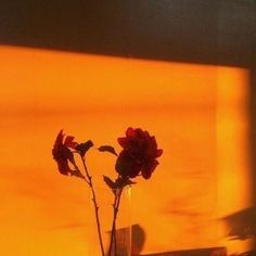 two flowers are in a vase on a window sill with the sun shining through