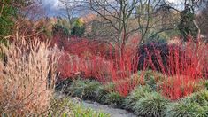 red and green plants in the middle of a garden