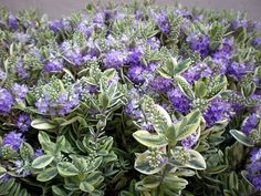 purple flowers and green leaves are growing in the planter's potted area