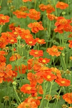 many orange flowers are growing in the grass