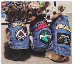 two small dogs wearing jackets with patches on them