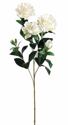 three white flowers with green leaves in a vase on a white background, one flower is blooming and the other is budding