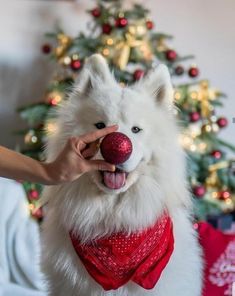 a white dog wearing a red bandana and holding a christmas ornament in its mouth