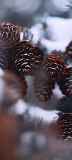 several pine cones sitting on top of snow covered ground