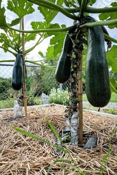 cucumbers growing on the vine in an outdoor vegetable garden with hay and straw