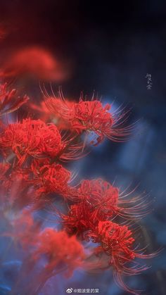 some red flowers on a blue and black background with blurry light coming from them