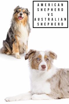 two dogs sitting next to each other with an american shepherd versus australian shepherd sign in the background