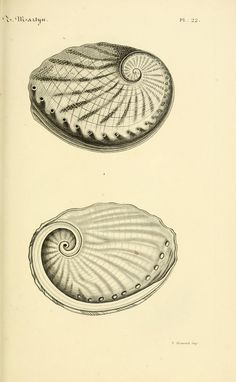 two seashells are shown in this antique print