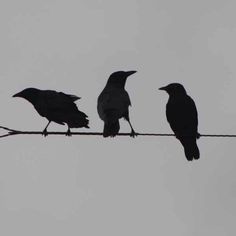 four birds sitting on top of a wire with one bird perched on it's side