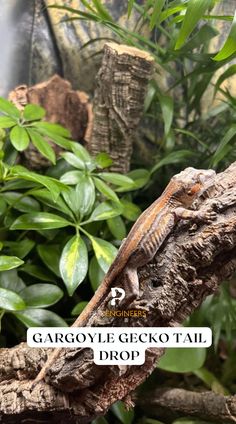 a lizard sitting on top of a tree branch in front of some bushes and plants