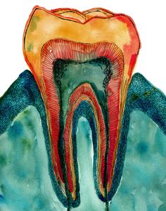 Teeth Art, Dental Anatomy, Orange Color Palettes, Dental Art, Dental Office Design, Medical Art, Cross Section, Medical Illustration