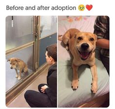 a dog is looking at its reflection in the mirror and then it's smiling