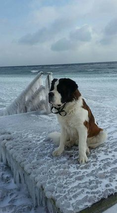 a brown and white dog sitting on top of snow covered ground next to the ocean