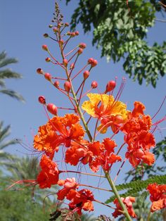 an orange and yellow flower is in the foreground, with palm trees in the background