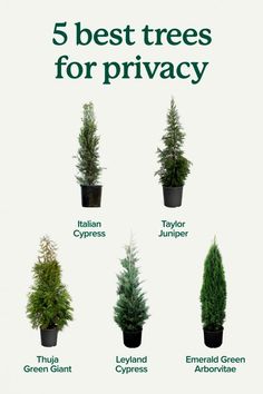 the five best trees for privacy are shown in green containers and on top of each other