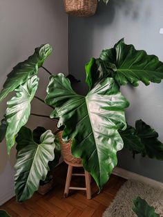 a large green plant sitting on top of a wooden stool next to a wall mounted potted plant