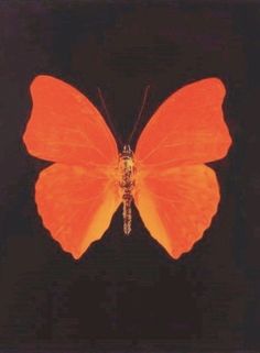 a large orange butterfly sitting on top of a black surface