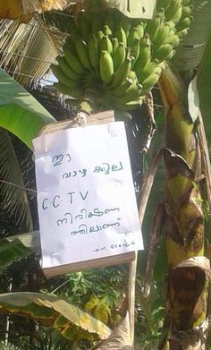 a bunch of green bananas hanging from a tree with a sign attached to the branch