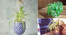 three different types of plants in vases and hanging from hooks on the table top