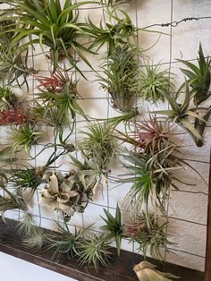 many air plants are hanging on the wall