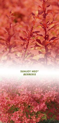 red plants with green leaves and the words sunny nio berreris