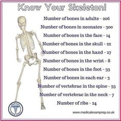 a skeleton with the words know your skeleton