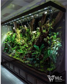 an aquarium filled with lots of green plants and trees in the middle of a room