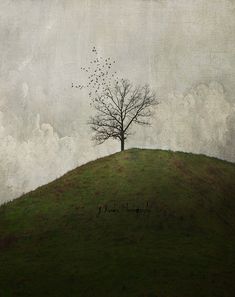 a tree on top of a hill with birds flying in the sky above it and an overcast sky