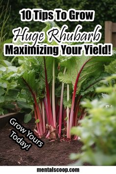 a garden filled with lots of green and red vegetables, text reads 10 tips to grow huge rhubarb