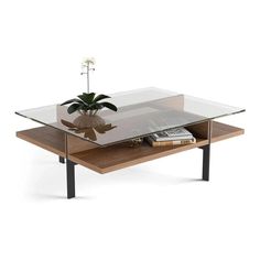 a coffee table with a glass top and metal legs, holding a potted plant