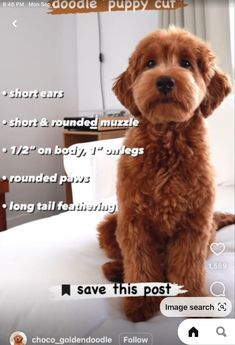 a brown dog sitting on top of a bed