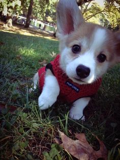 a small white and brown dog wearing a red sweater sitting in the grass with its paw up