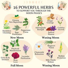 New Moon Meals, Herbs Of Libra Zodiac, Herbs For New Moon, Herbs For Full Moon, Full Moon Herbs, Moon Cycling, Moon Gardening, Wellness Careers