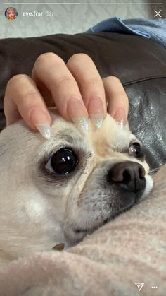 a small white dog laying on top of a bed next to a person's hand