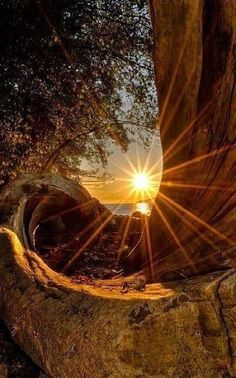 the sun shines through an opening in a tree trunk at sunset, with water and trees around it