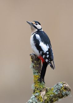 a black and white bird sitting on top of a tree branch