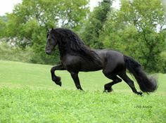 a black horse is galloping through the grass