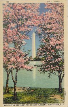 the washington monument and cherry blossoms, washington d c