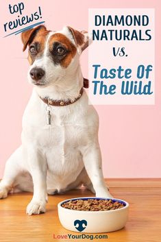 a dog sitting next to a bowl of food with the words top review diamond naturals vs taste of the wild