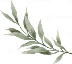 watercolor painting of green leaves on white background