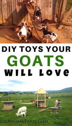 three goats in their pen with the words diy - toys your goats will love